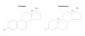 Estradiol and Testosteron: Structural formulas.